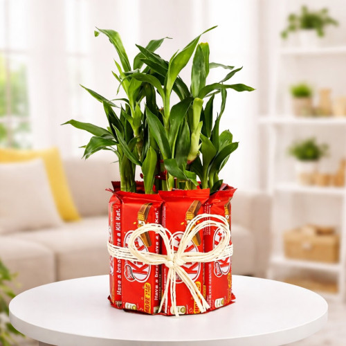 Lucky Bamboo with Kit Kat Chocolate Delight Lucky Bamboo with Kit Kat Chocolate Delight