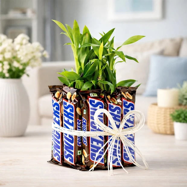 Two Layer Lucky Bamboo with 10 Snickers