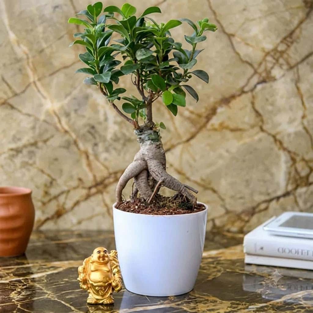 Good Luck Bonsai with Laughing Buddha – Premium Plant Gift