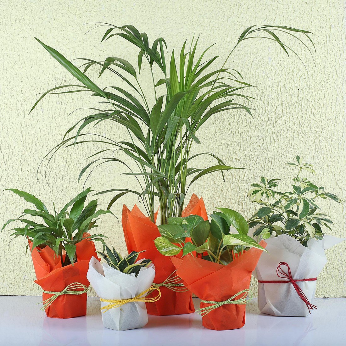 Plants